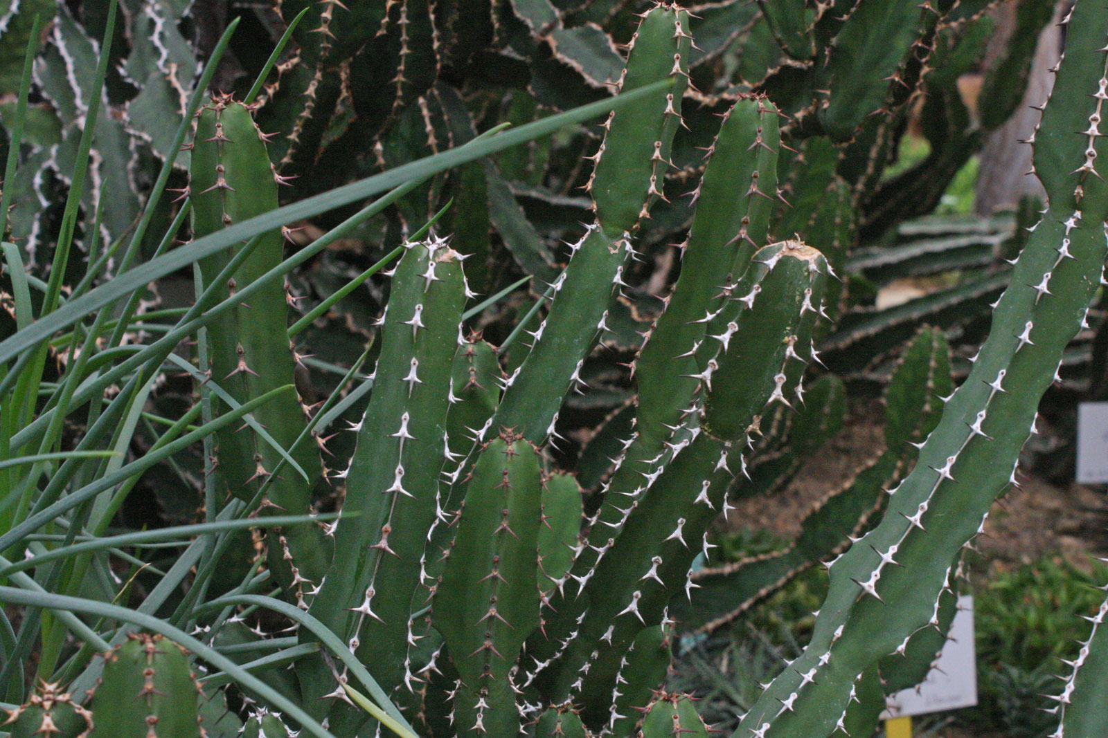 Euphorbia franckiana
