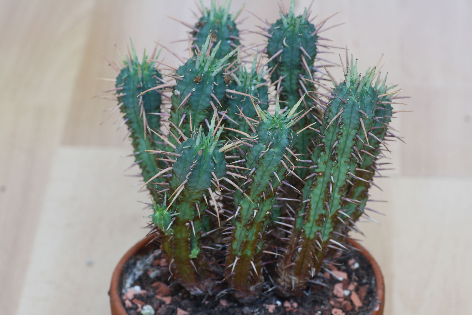 Euphorbia mammillaris