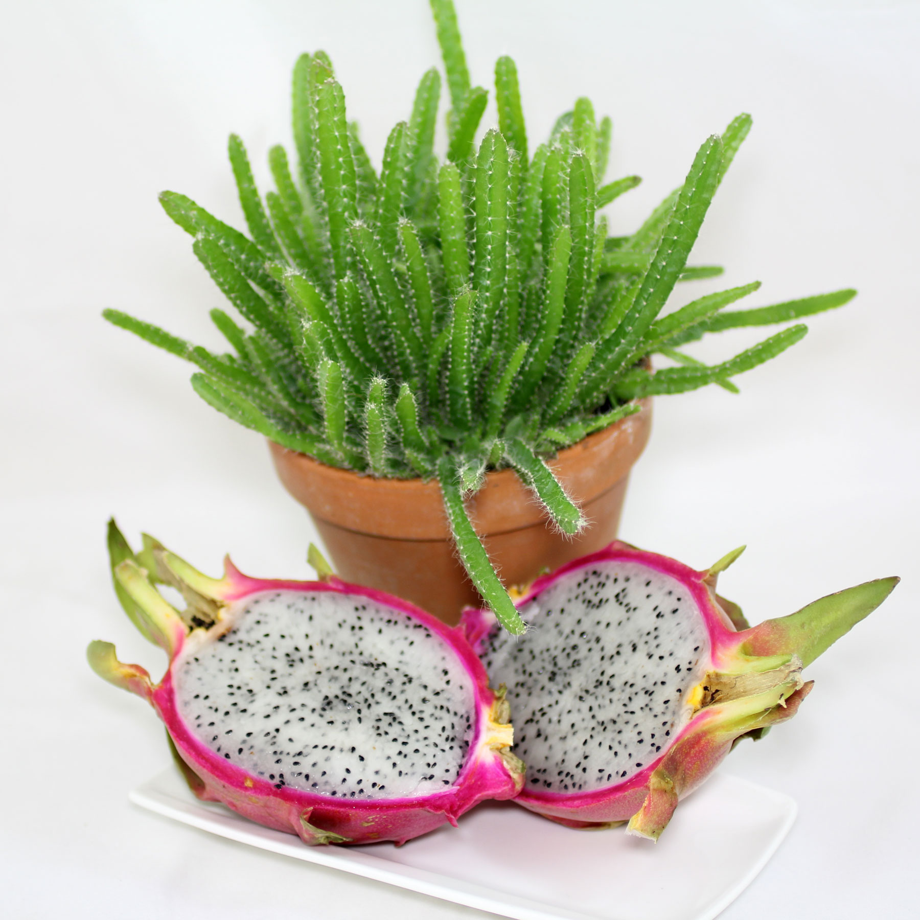 Drachenfrucht-Kaktus