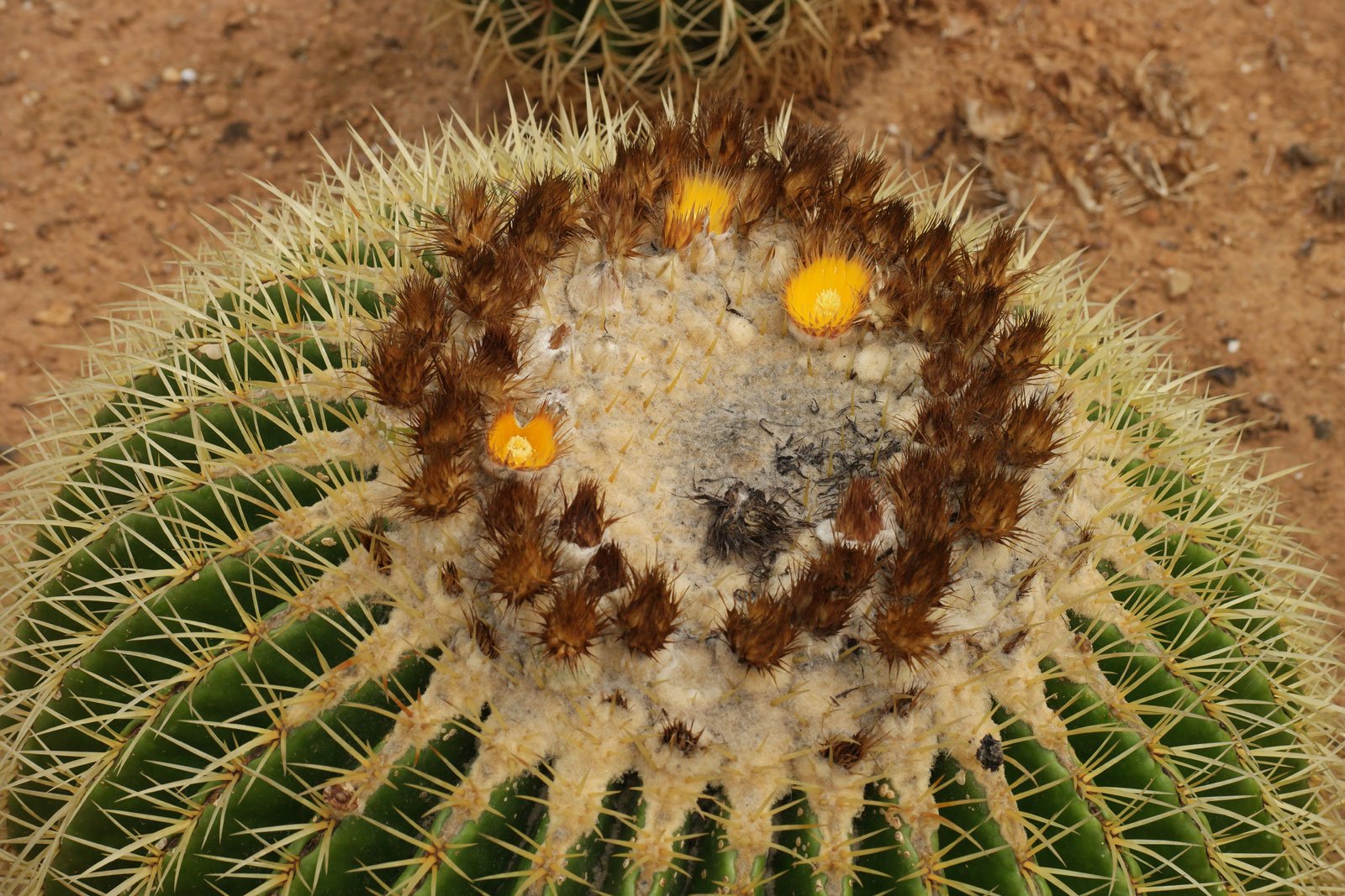 1 Echinocactus grusonii 1