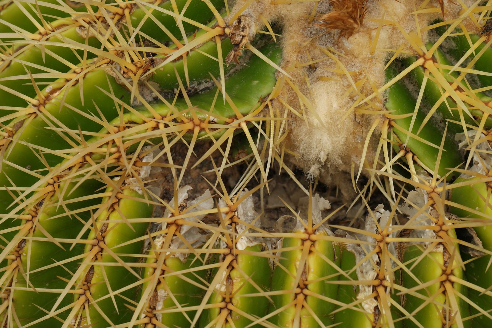Echinocactus grusonii 4