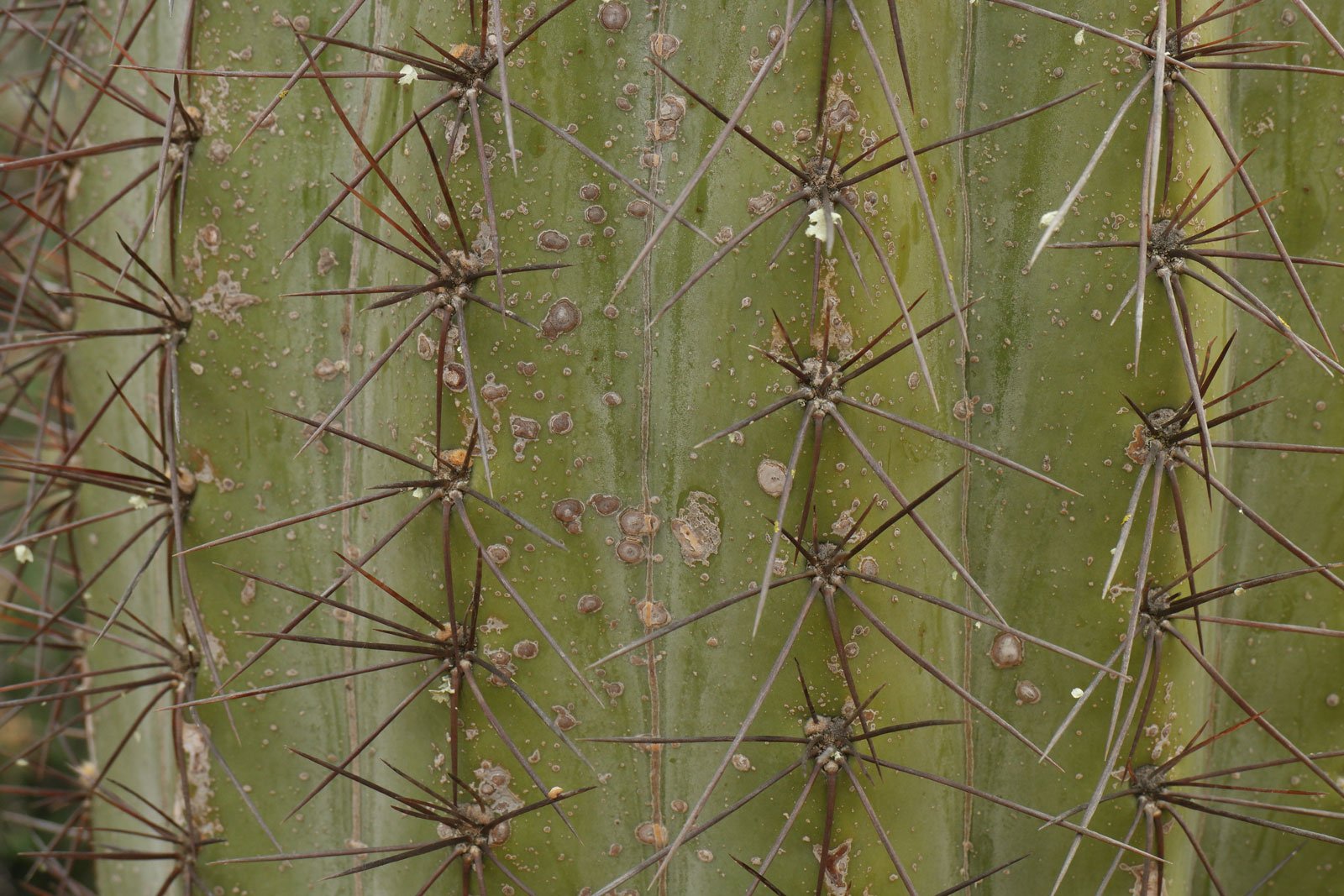 Echinopsis atacamensis 2
