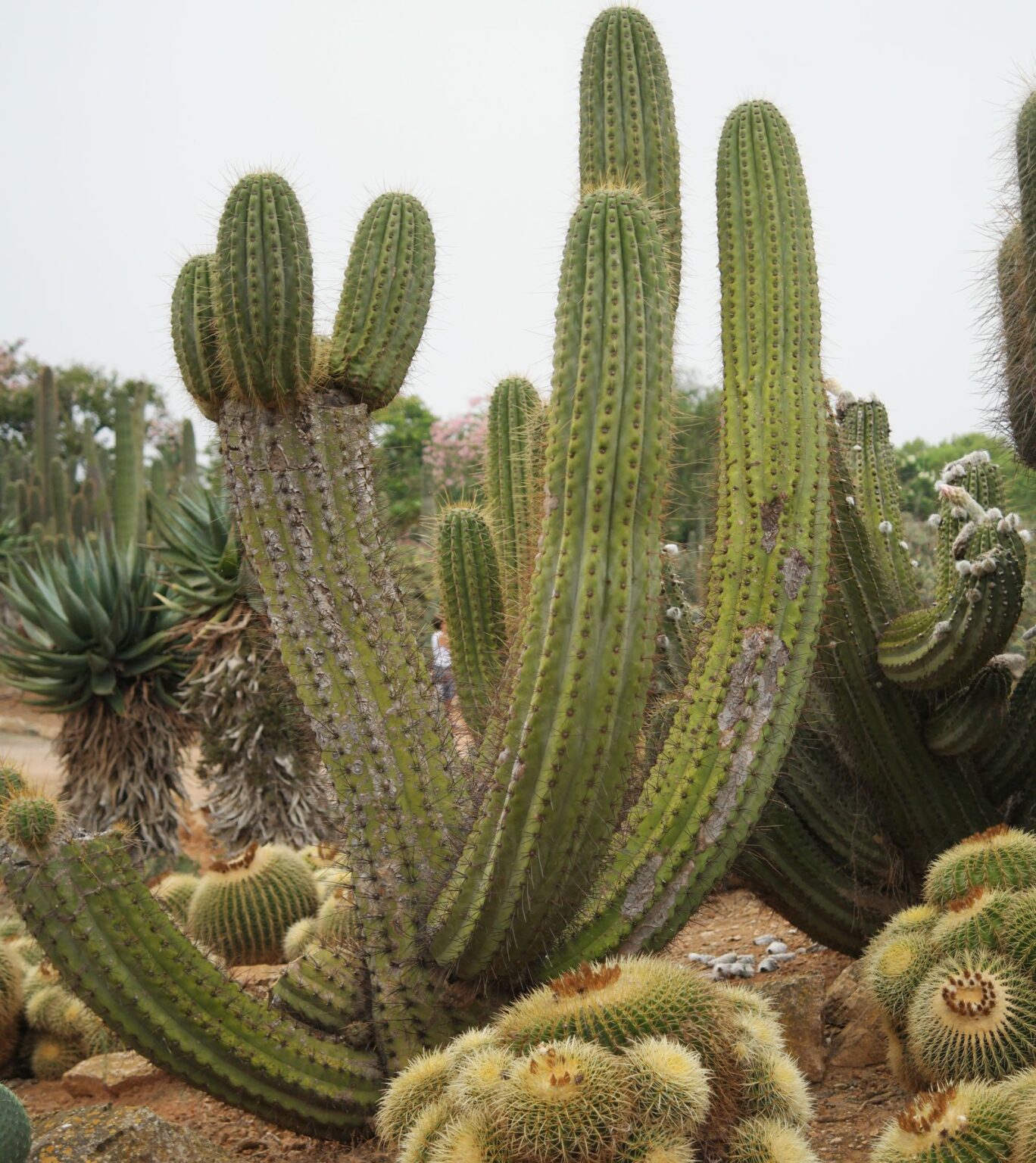 Austrocylindropuntia subulata