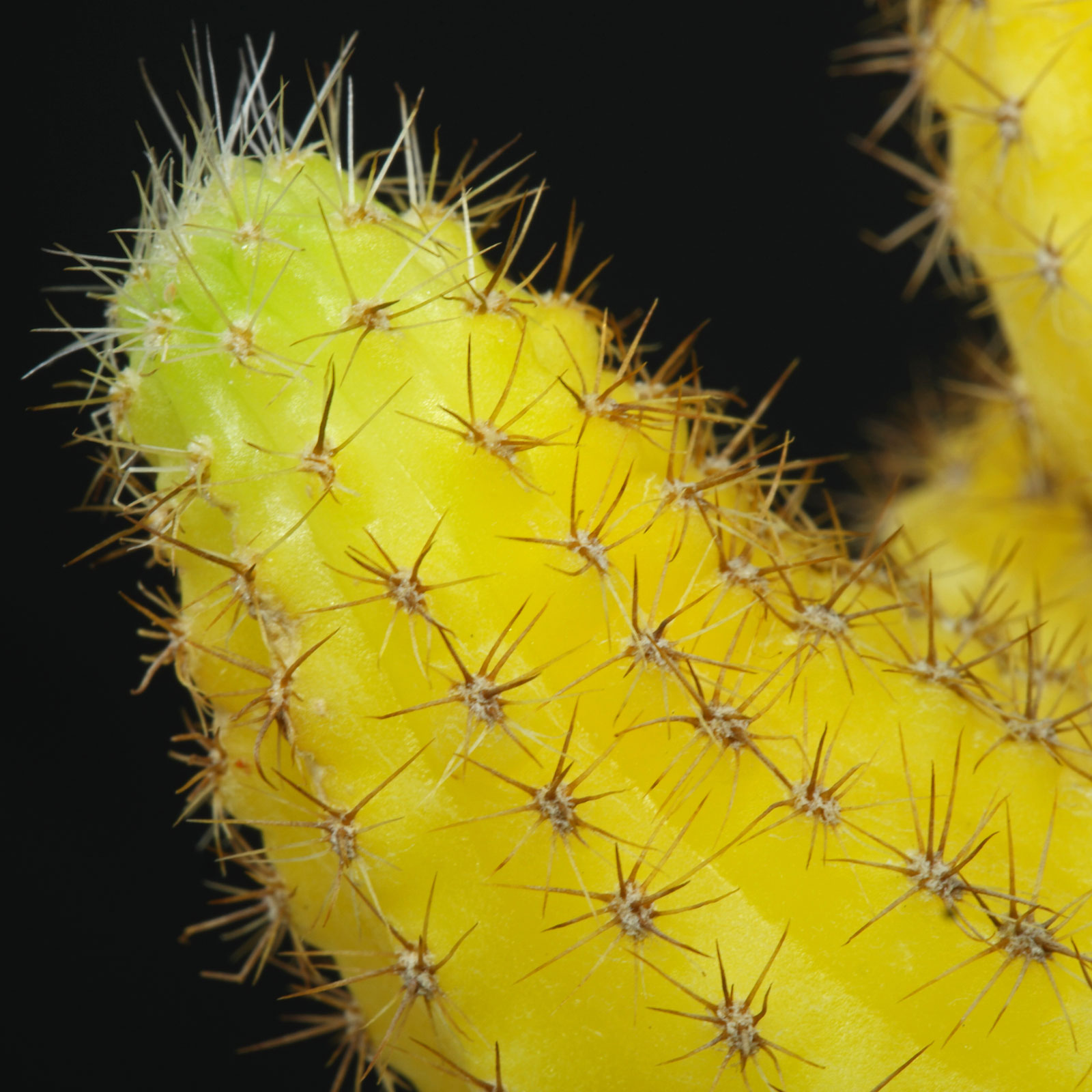 Echinopsis chamaecereus Lutea 5