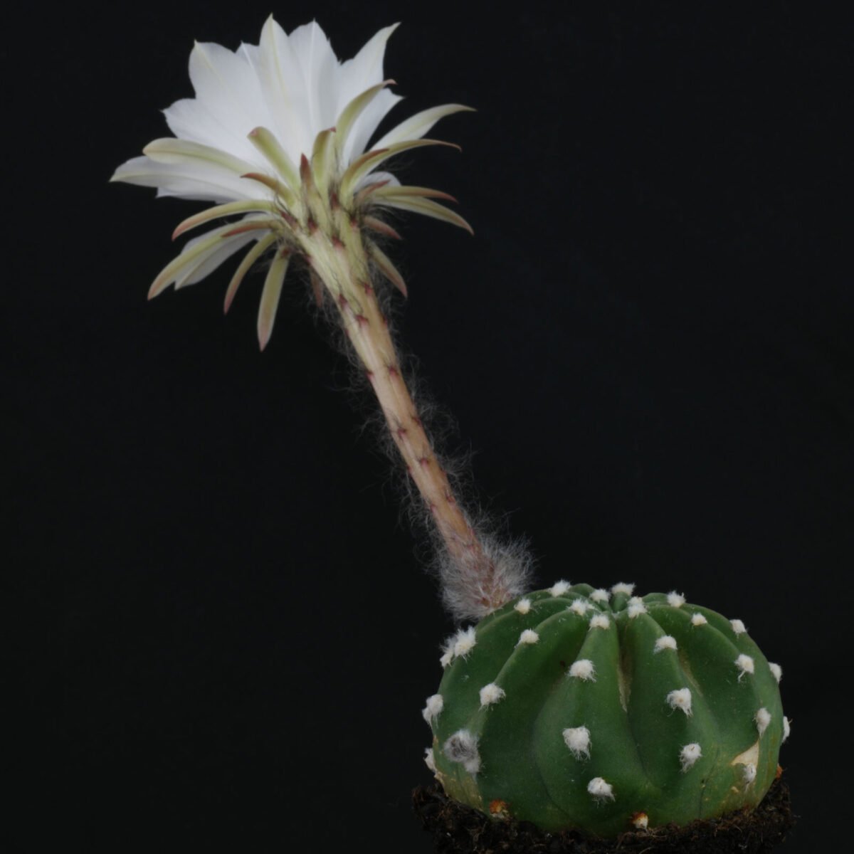 Echinopsis subdenudata 1