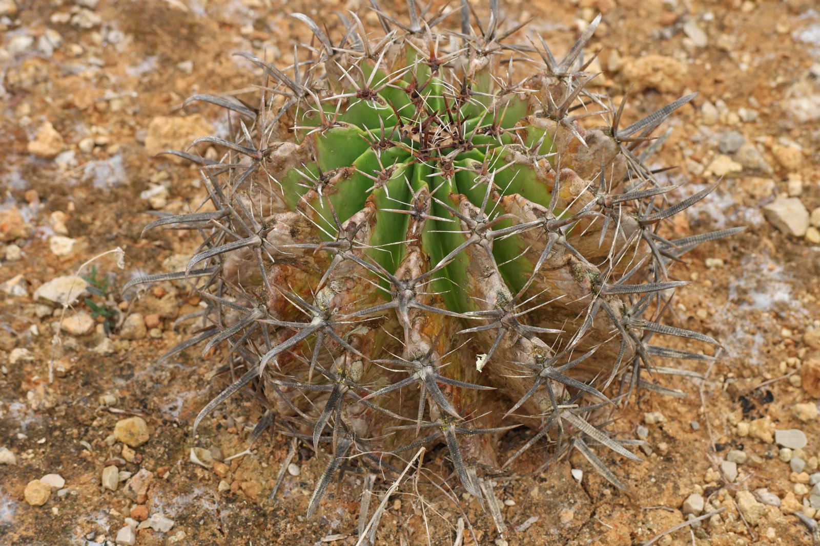 Ferocactus horridus 4