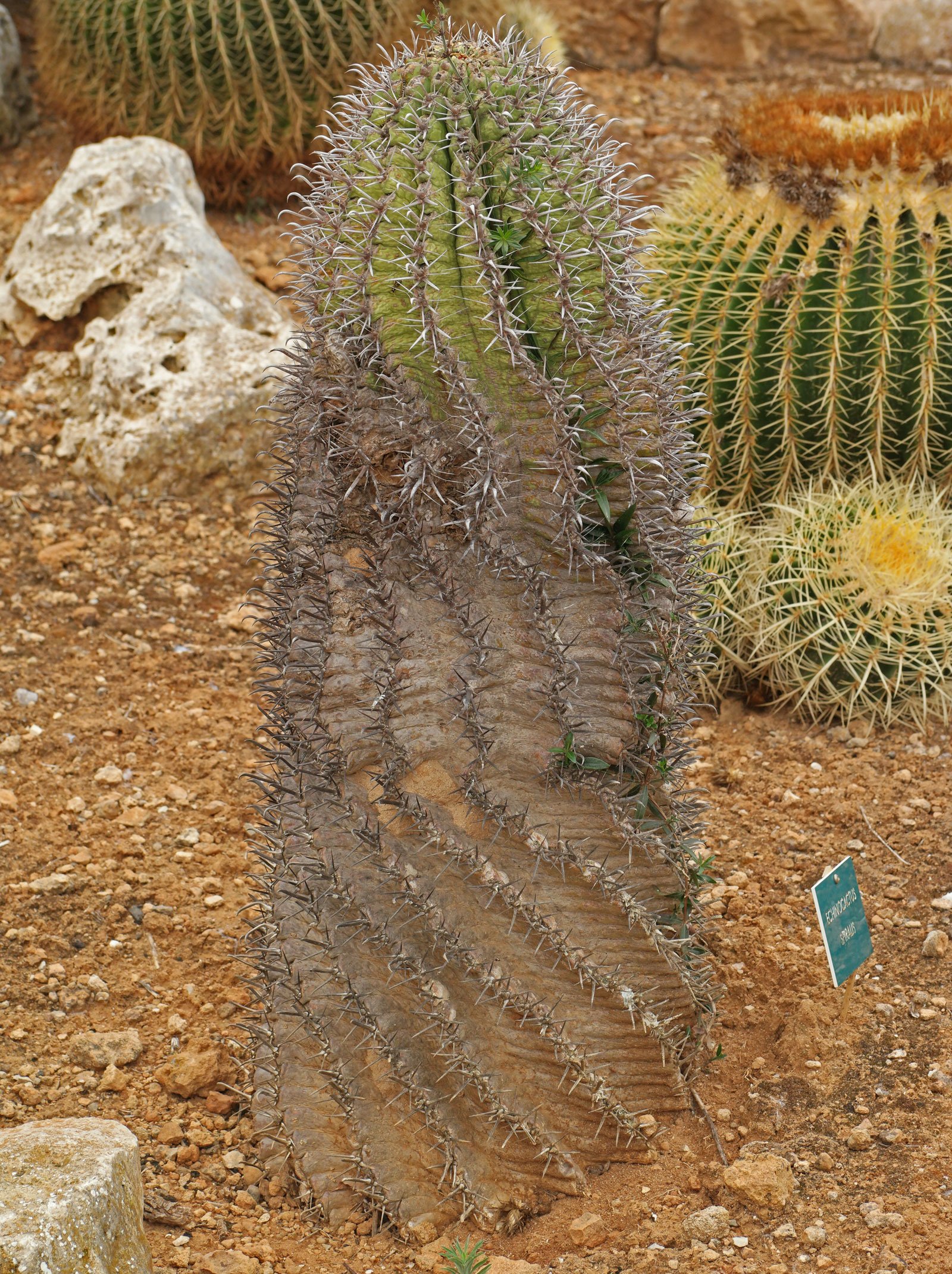 Ferocactus latispinus ssp spiralis