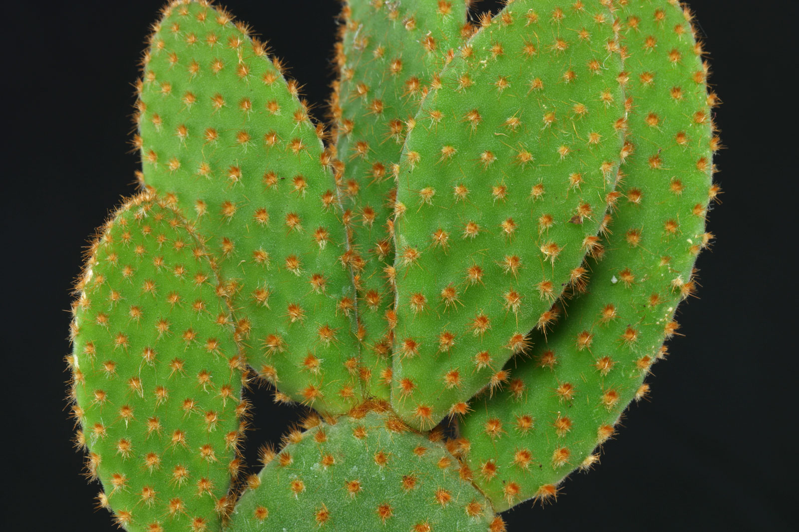 Opuntia microdasys Rufida 1
