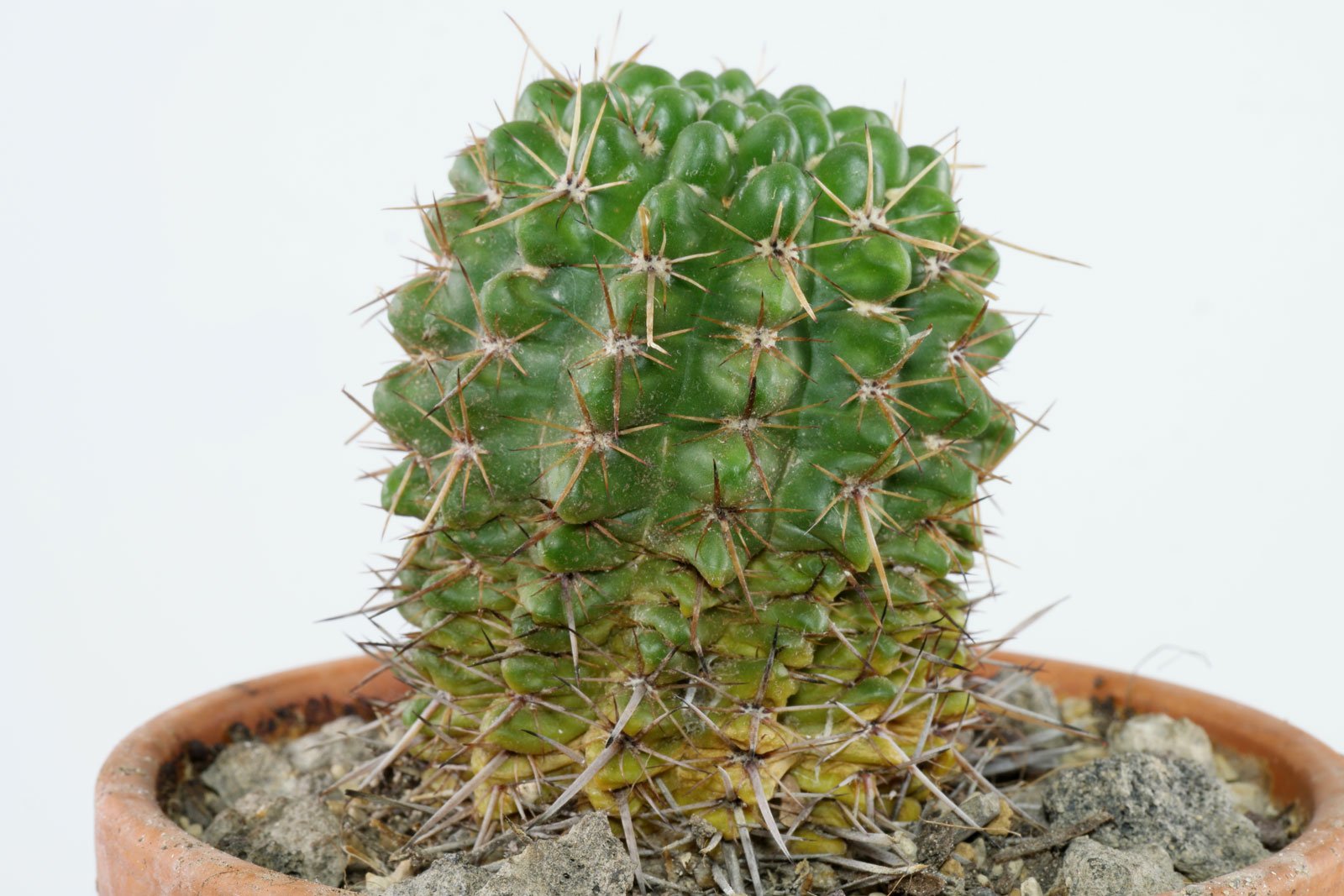 Parodia mammulosa ssp submammulosa 5