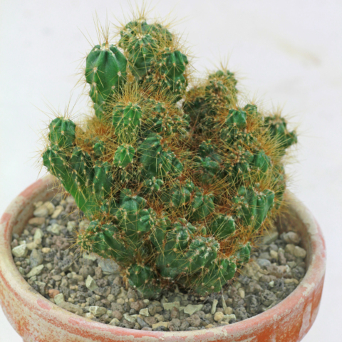 Cereus repandus var. monstrosus