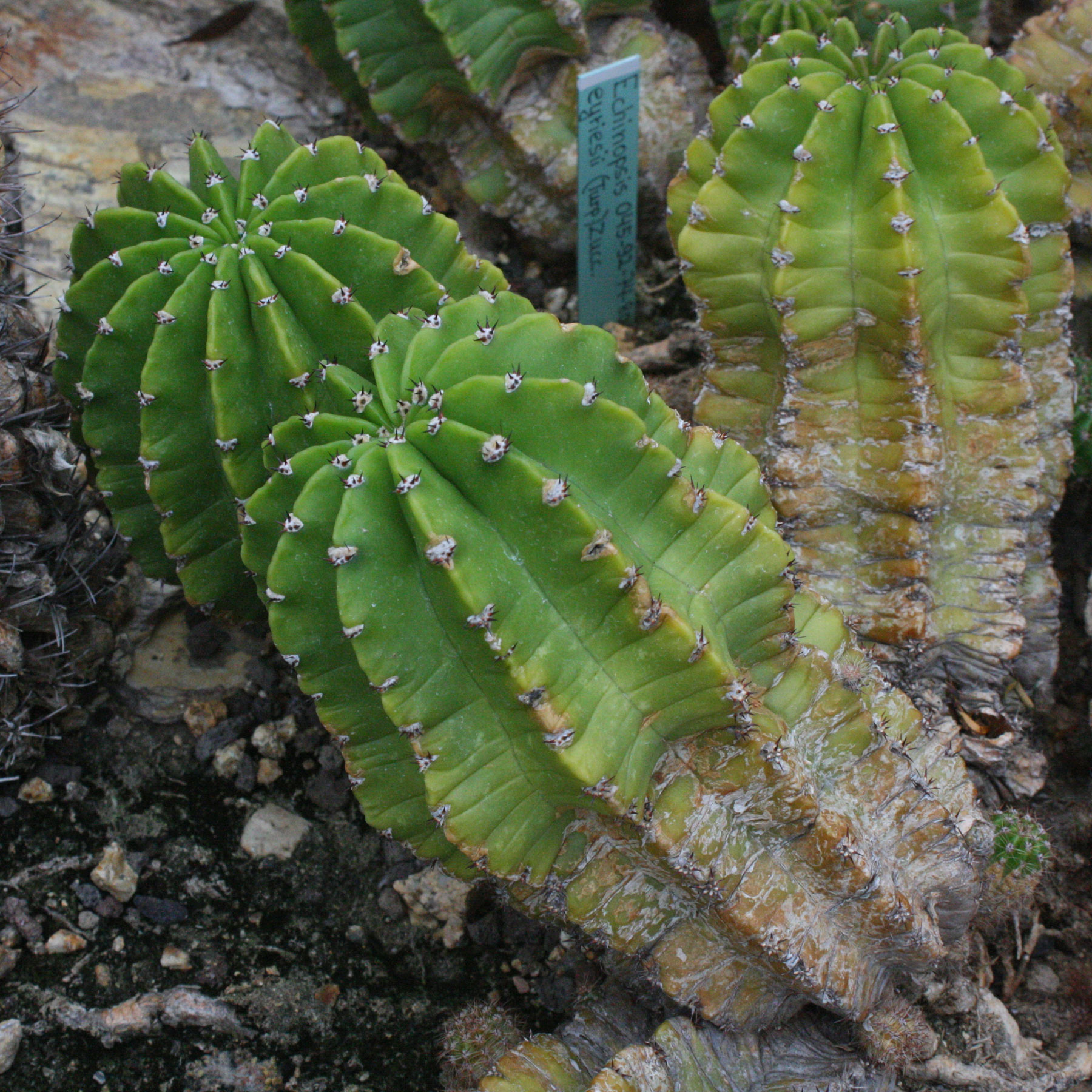 Echinopsis eyriesii