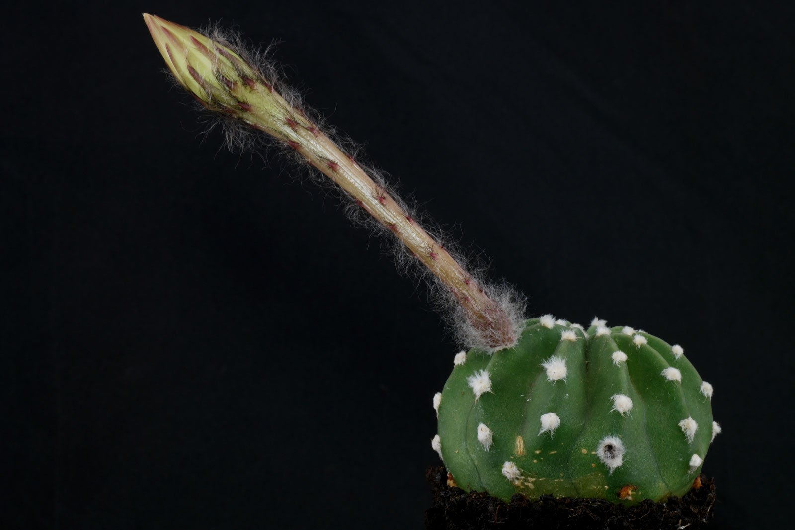 Echinopsis subdenudata 5