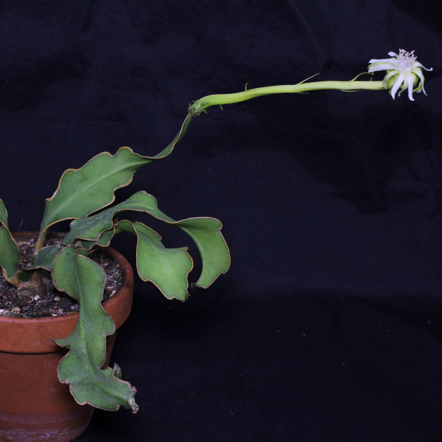 Epiphyllum guatemalense fa