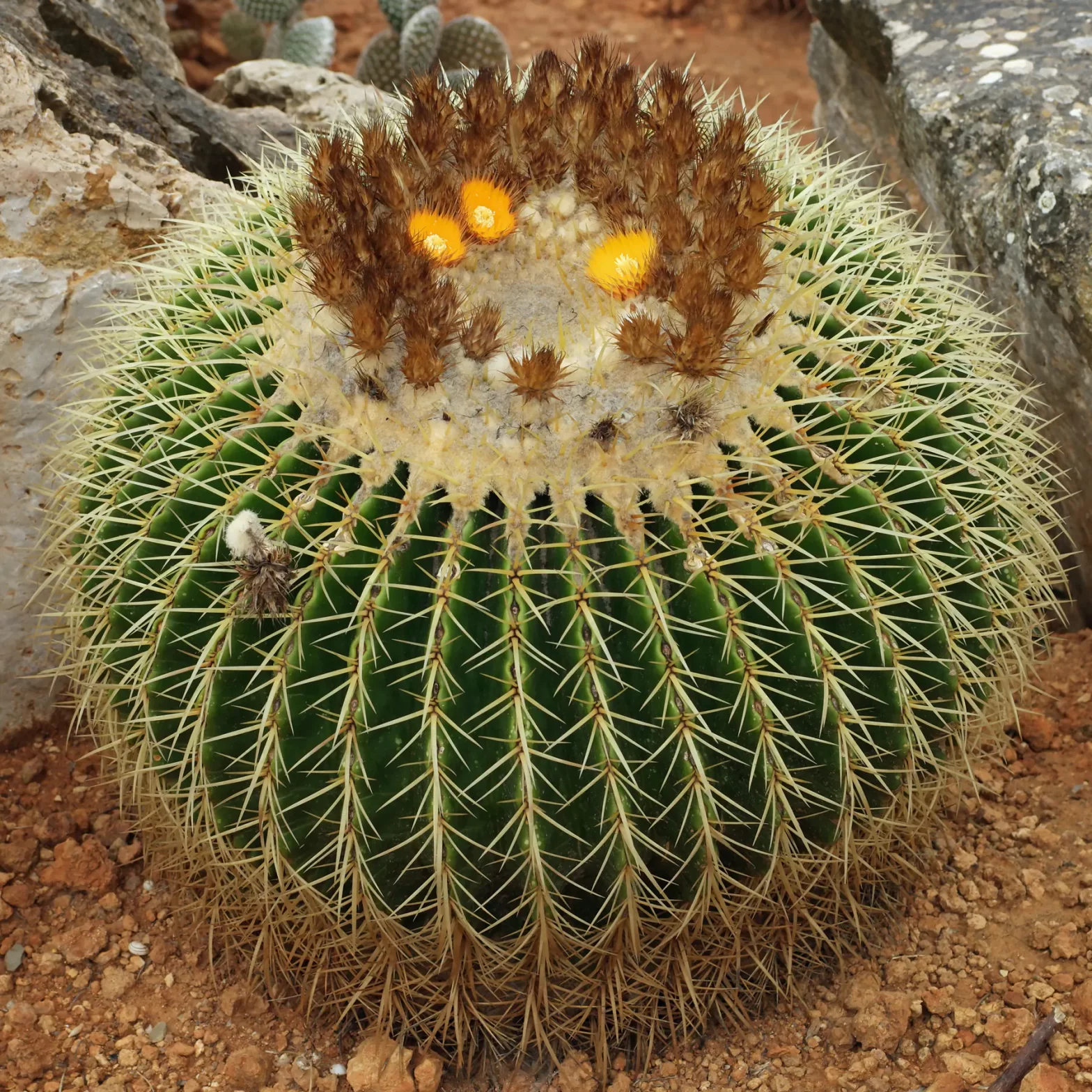 Echinocactus grusonii Schwiegermuttersitz