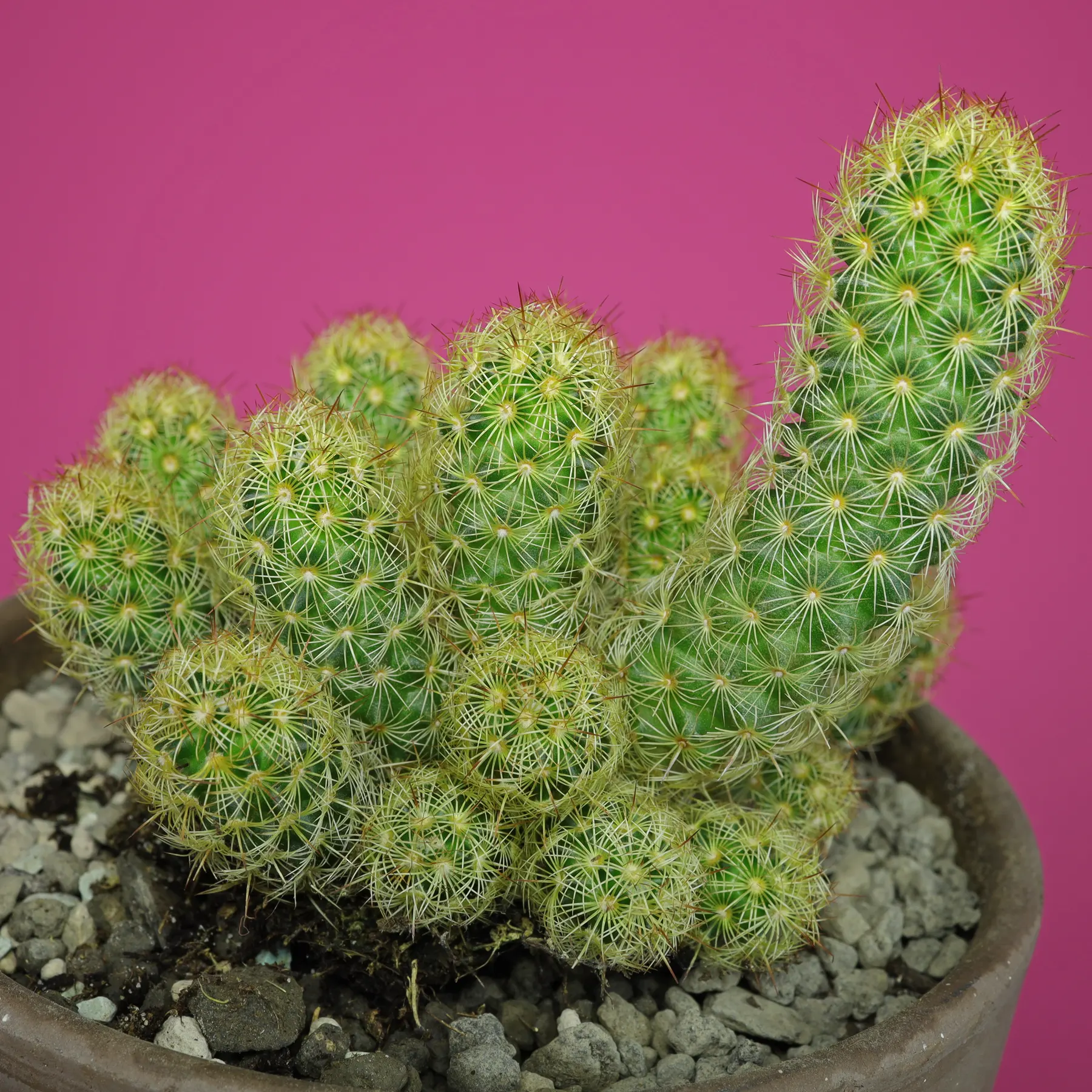 Mammillaria elongata Ladyfinger-Kaktus
