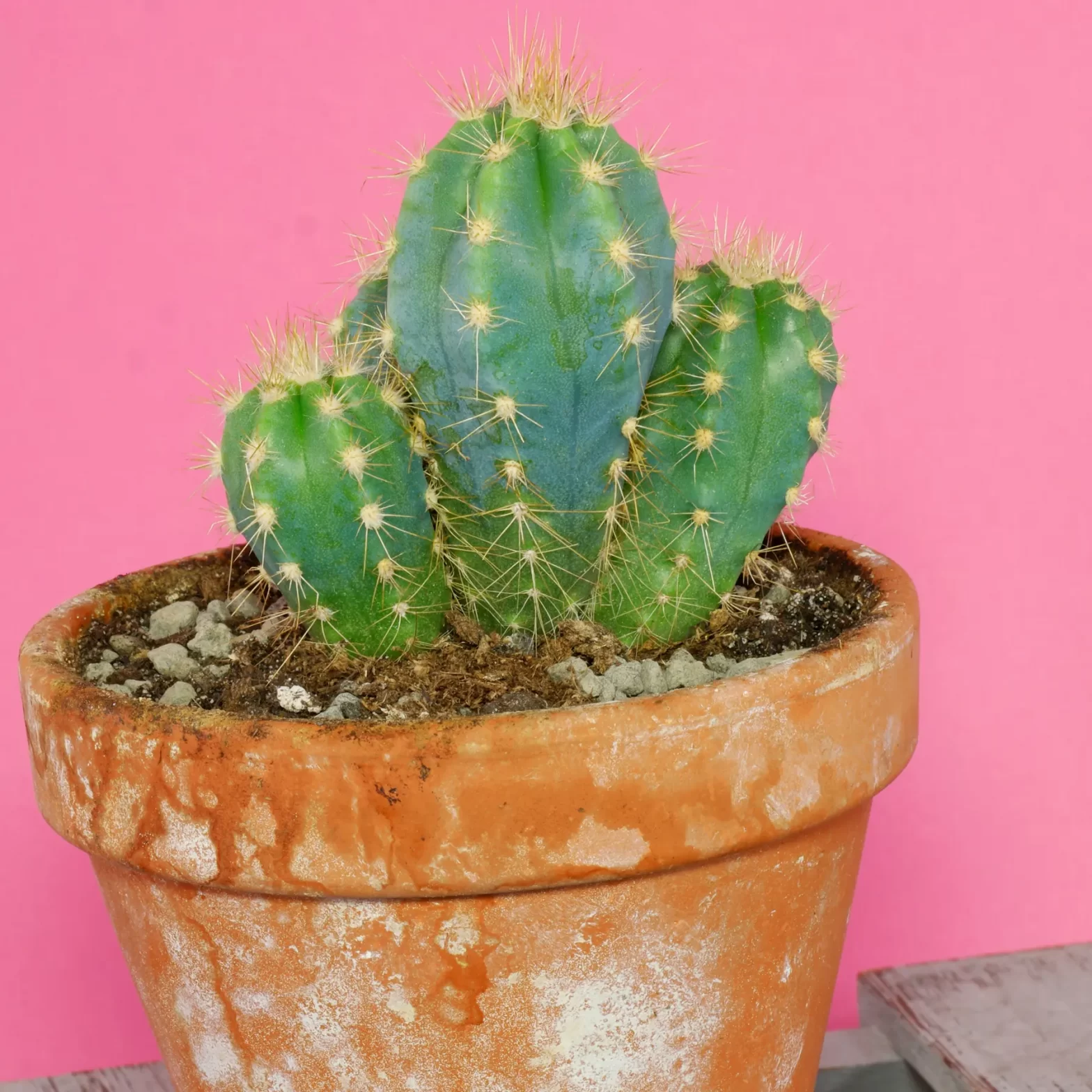 Pilosocereus pachycladus Blue Torch Cactus