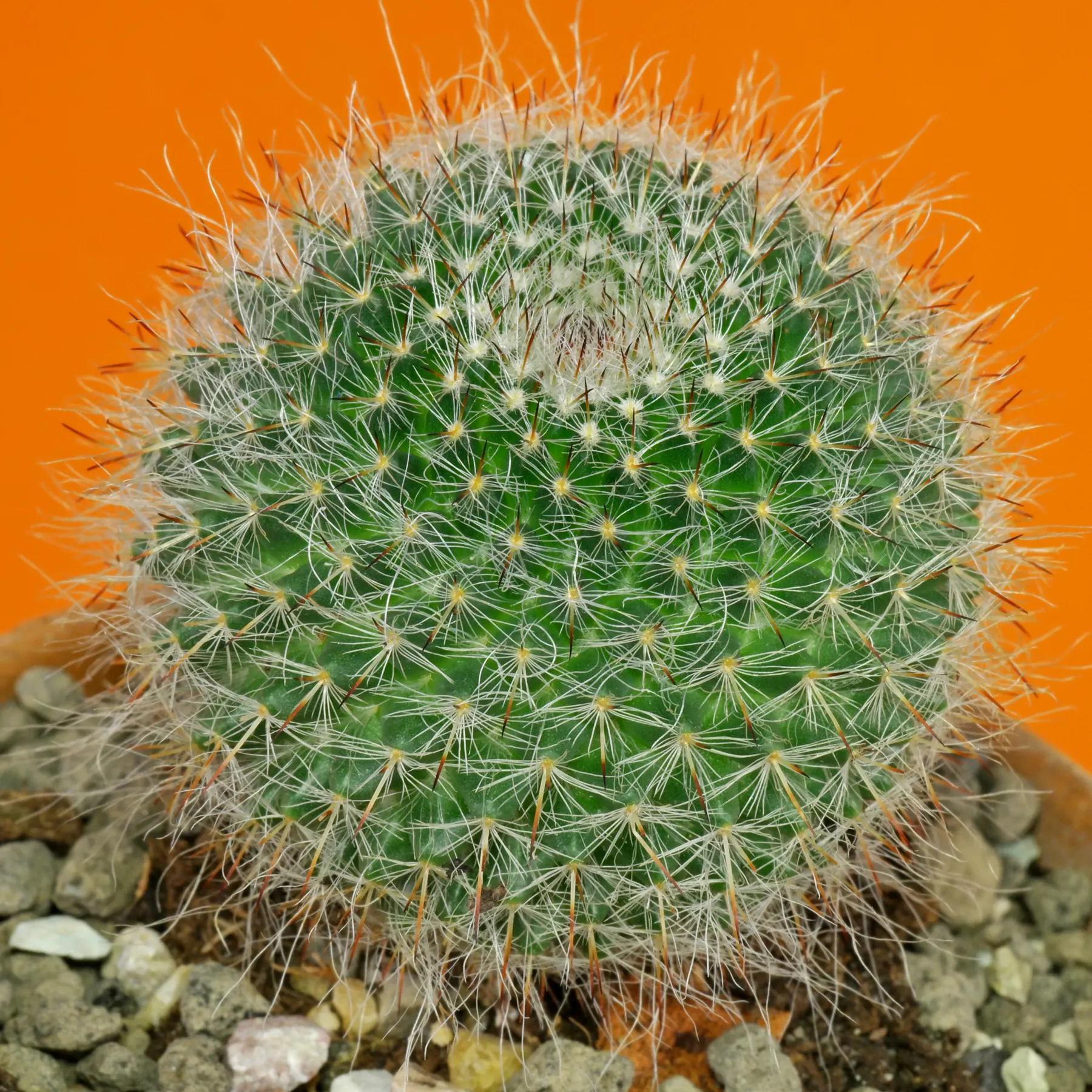 Old Lady Kaktus