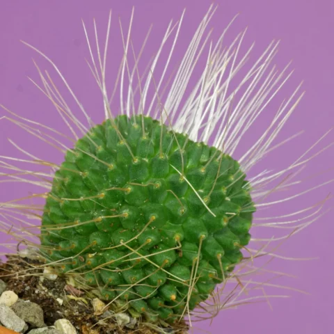 Mammillaria spinosissima Un Pico
