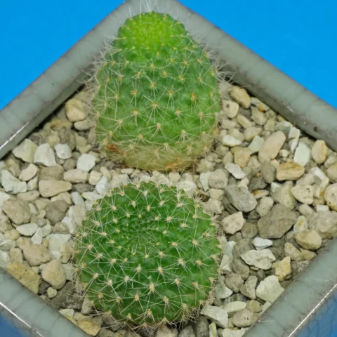 Rebutia marsoneri