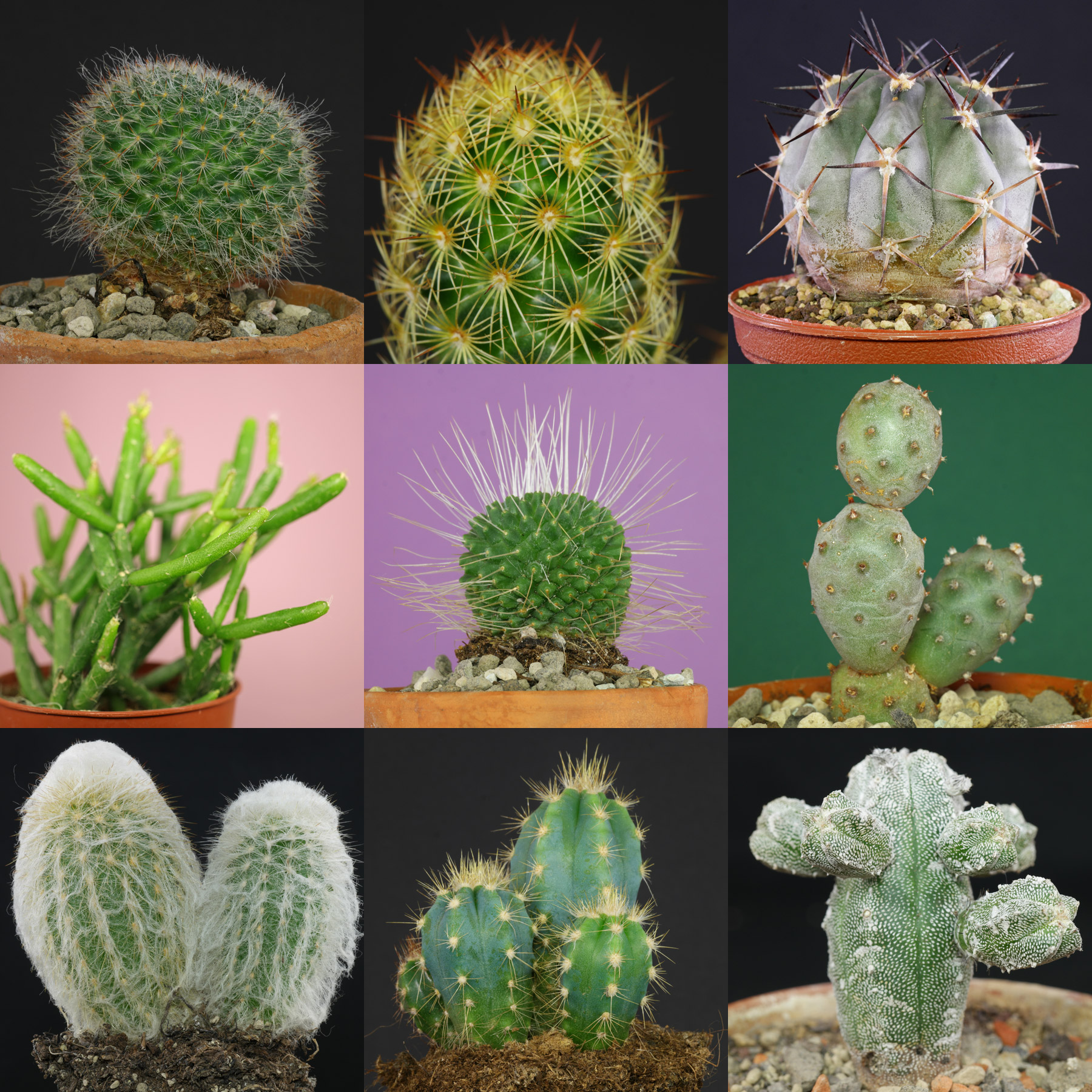 Kaktus Arten bestimmen