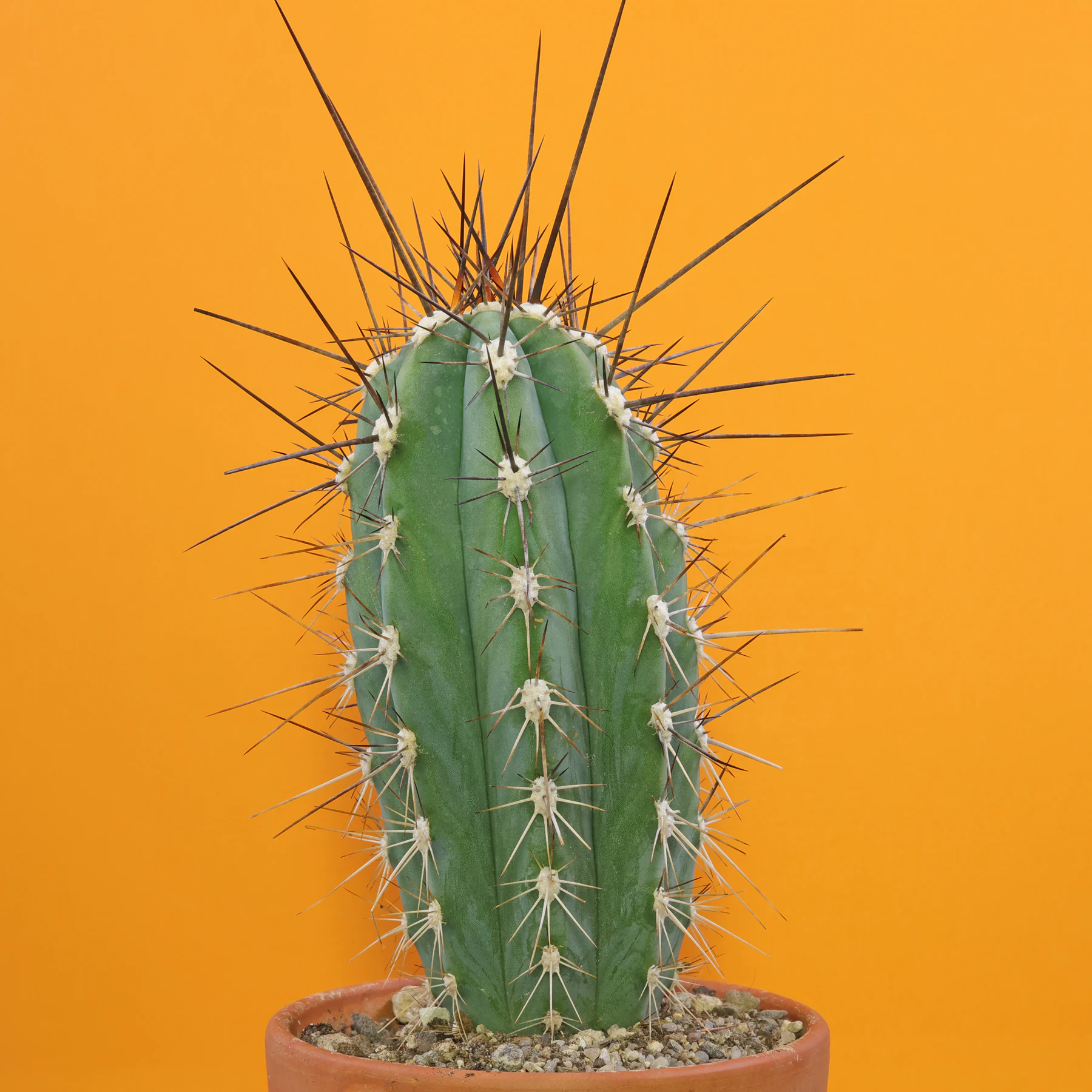 Stetsonia coryne