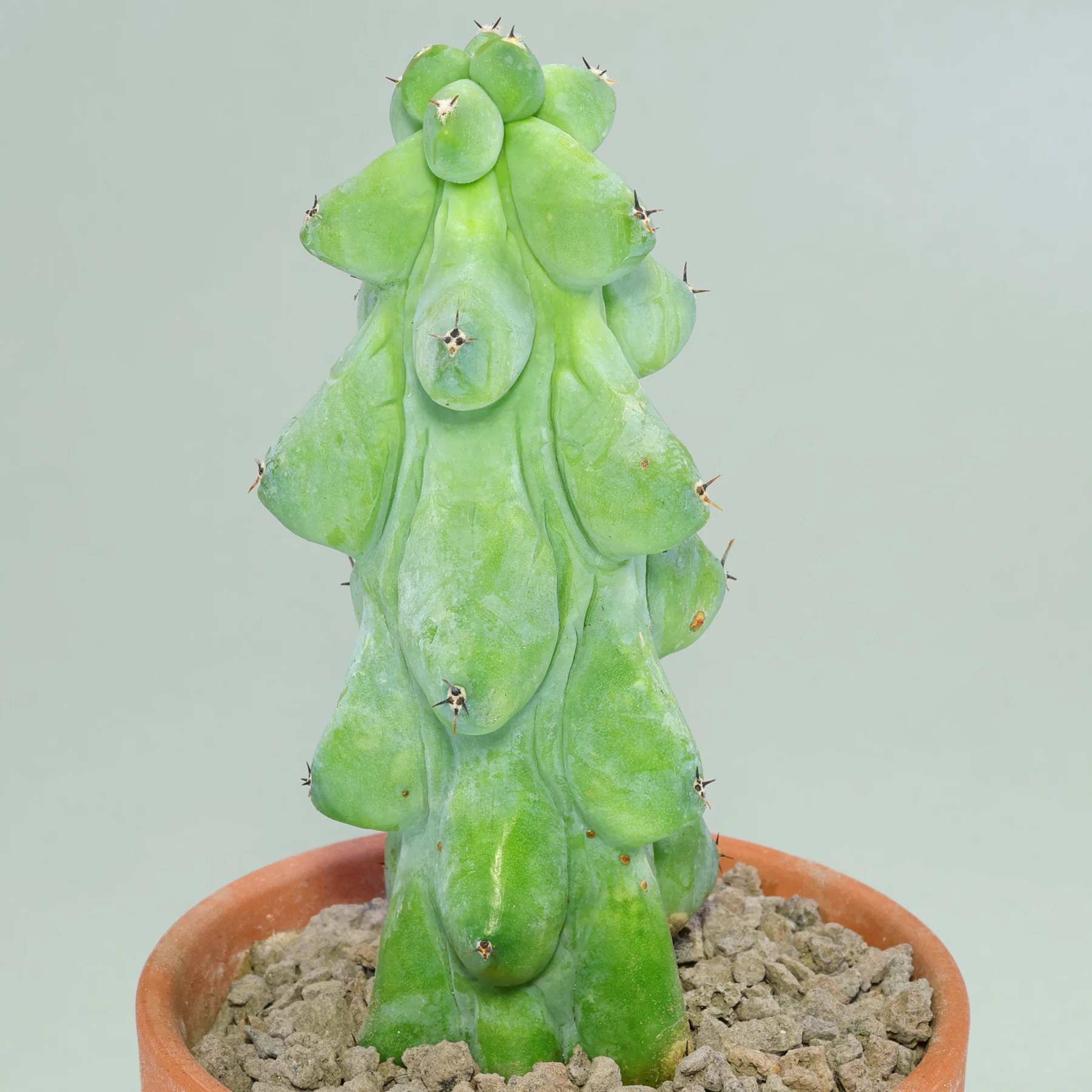Myrtillocactus geometrizans Fukurokuryuzinboku